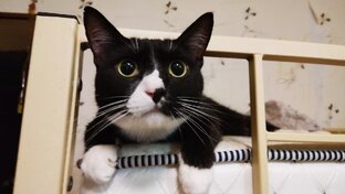 Наши котики