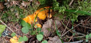 Лесная Прогулка (Видео)