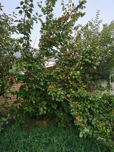 Абрикос поспел