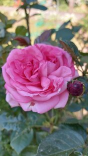 Сад 🌺 и огород 🫑