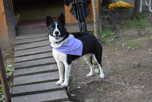 Собачий лагерь