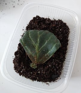 От листика до цветения.