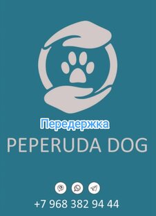 Передержка маленьких собак! Лобня