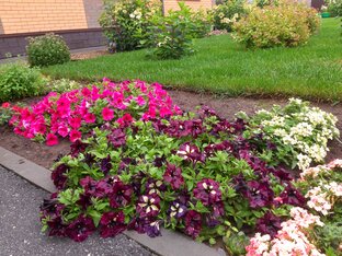 Сад с нуля - мой опыт