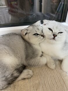 Эльф и Белла ♥️ 