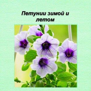 Вегетативная петуния со мной зимой и летом