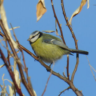 Птицы. Описание видов