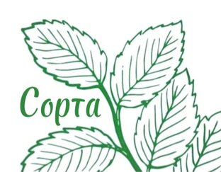 Моя мятная коллекция🌱