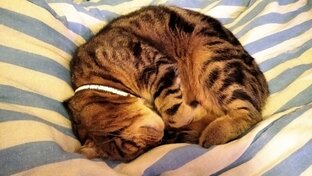 Кошки-коты