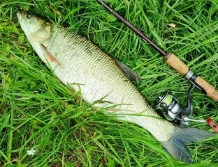 Ловля жереха.