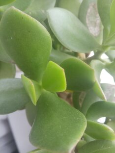 Комнатный сад