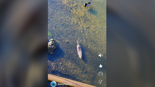 Короткие видео