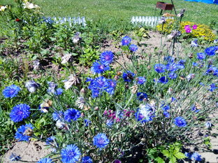 Раиса Петровна и все-все-все