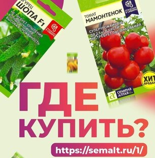 ГДЕ КУПИТЬ СЕМЕНА АЛТАЯ?
