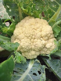 Цветная капуста