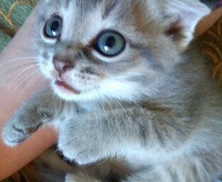 Кото ностра