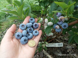 Голубика в Подмосковье 