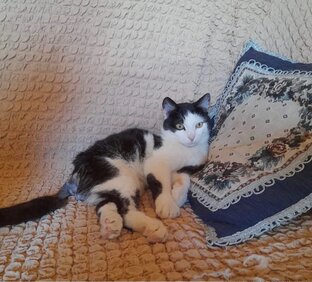 Котик-спинальник Тоша