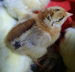 Курочки и цыплята