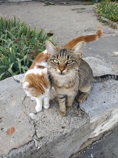 Крымские коты и природа полуострова.