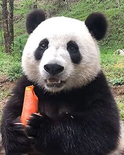 Из жизни животных