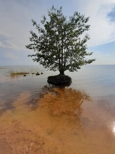 Биоэнергетика, информационное поле Земли