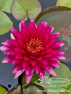 Нимфеи красные