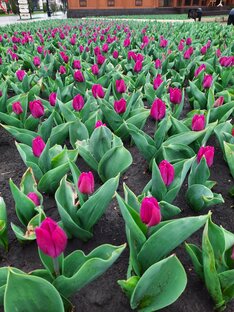 40 дней жизни в Кисловодске в апреле-мае 2022