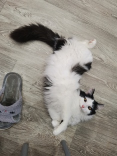 Котики-обормотики