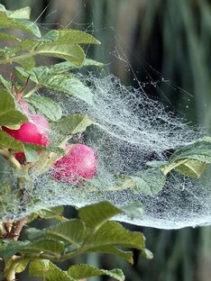 Средства от вредителей 