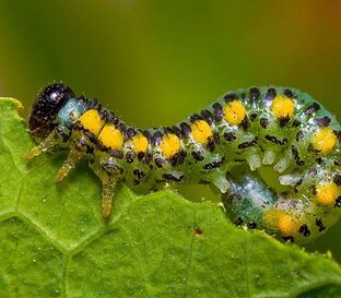 Борьба с вредителями