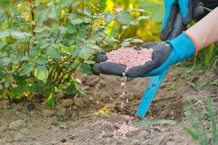 Подкормки роз.