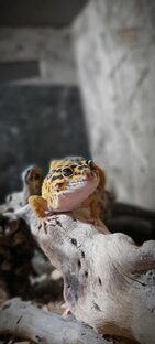 Феникс