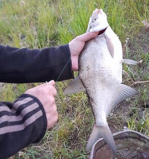 Дела Рыболовные...