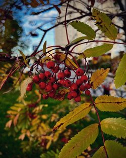 Осенняя подборка