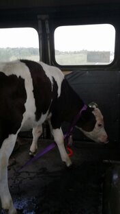 Новый член семьи тёлочка Красуля. 4 месяца