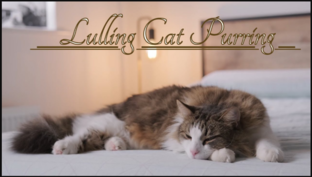 Релакс Музыка