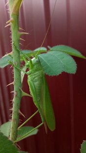 Мои видеонаблюдения...