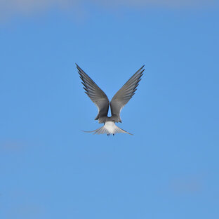 Встречи с птицами