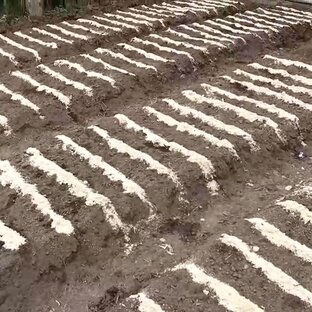 Грядки и клумбы