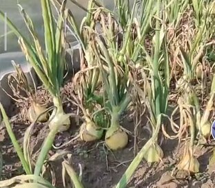 Лук и чеснок