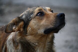 Рассказы о собаках