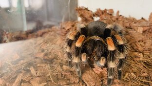 Паук-птицеед Маруся