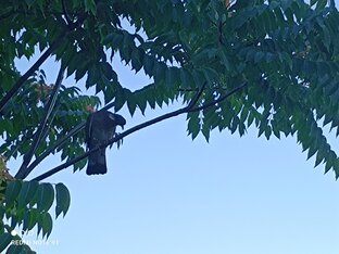 Фауна Крыма