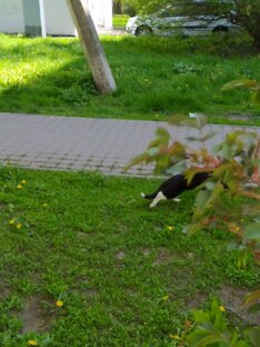 Кошки 