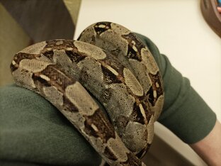 Про императорского удава