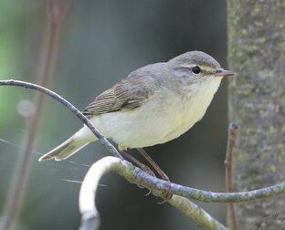Тесты на знание птиц