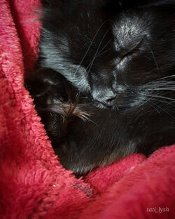 ПРО КОТИКОВ