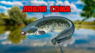 Ловля сома