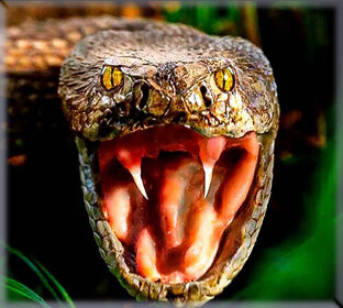 Бойся - яд гюрзы!